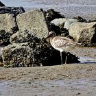 Bekassine (Gallinago gallinago)