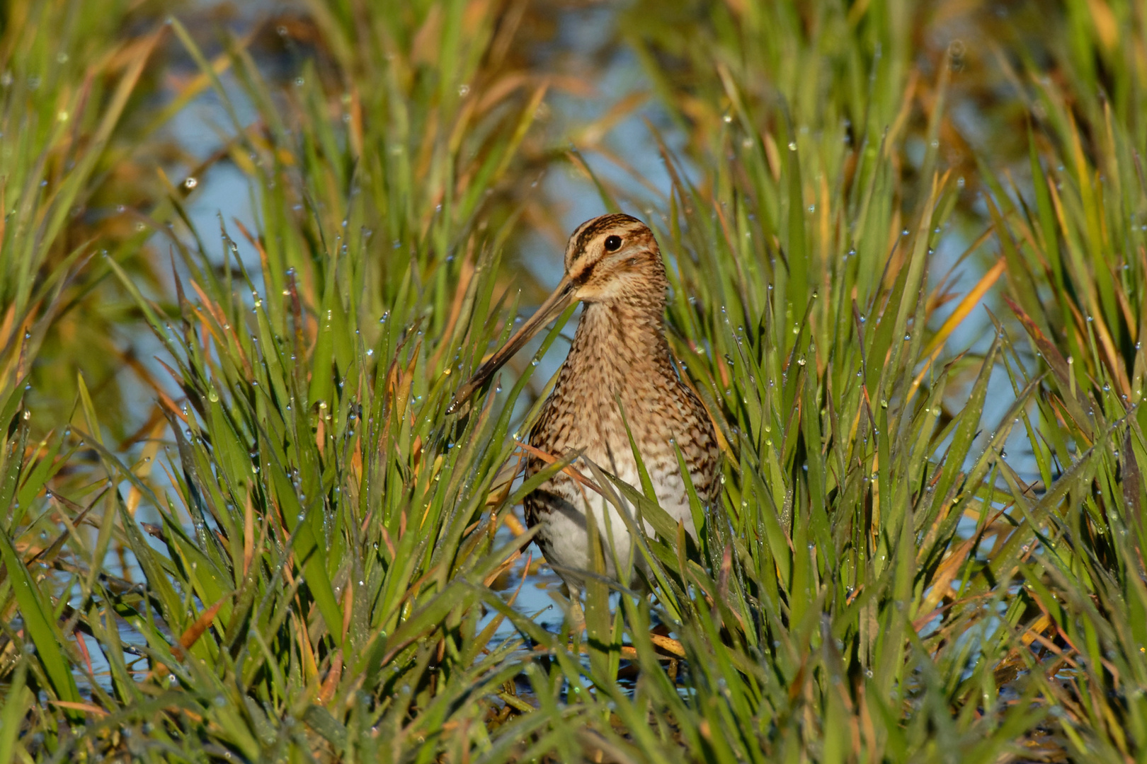 Bekassine (Gallinago gallinago) - Himmelsziege genannt.