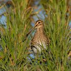 Bekassine (Gallinago gallinago) - Himmelsziege genannt.