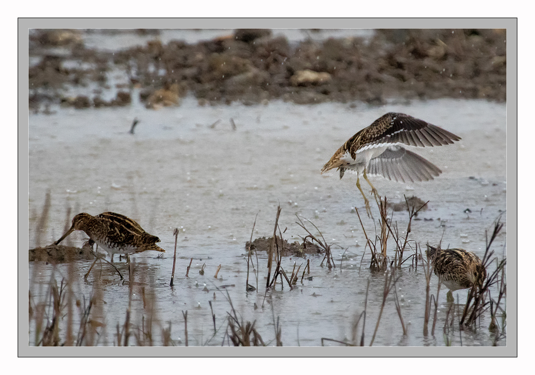 Bekassine im Albufera NP Mallorca