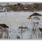 Bekassine im Albufera NP Mallorca