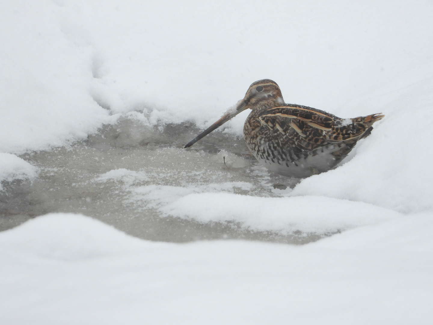 Bekassine im Schnee