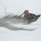 Bekassine im Schnee