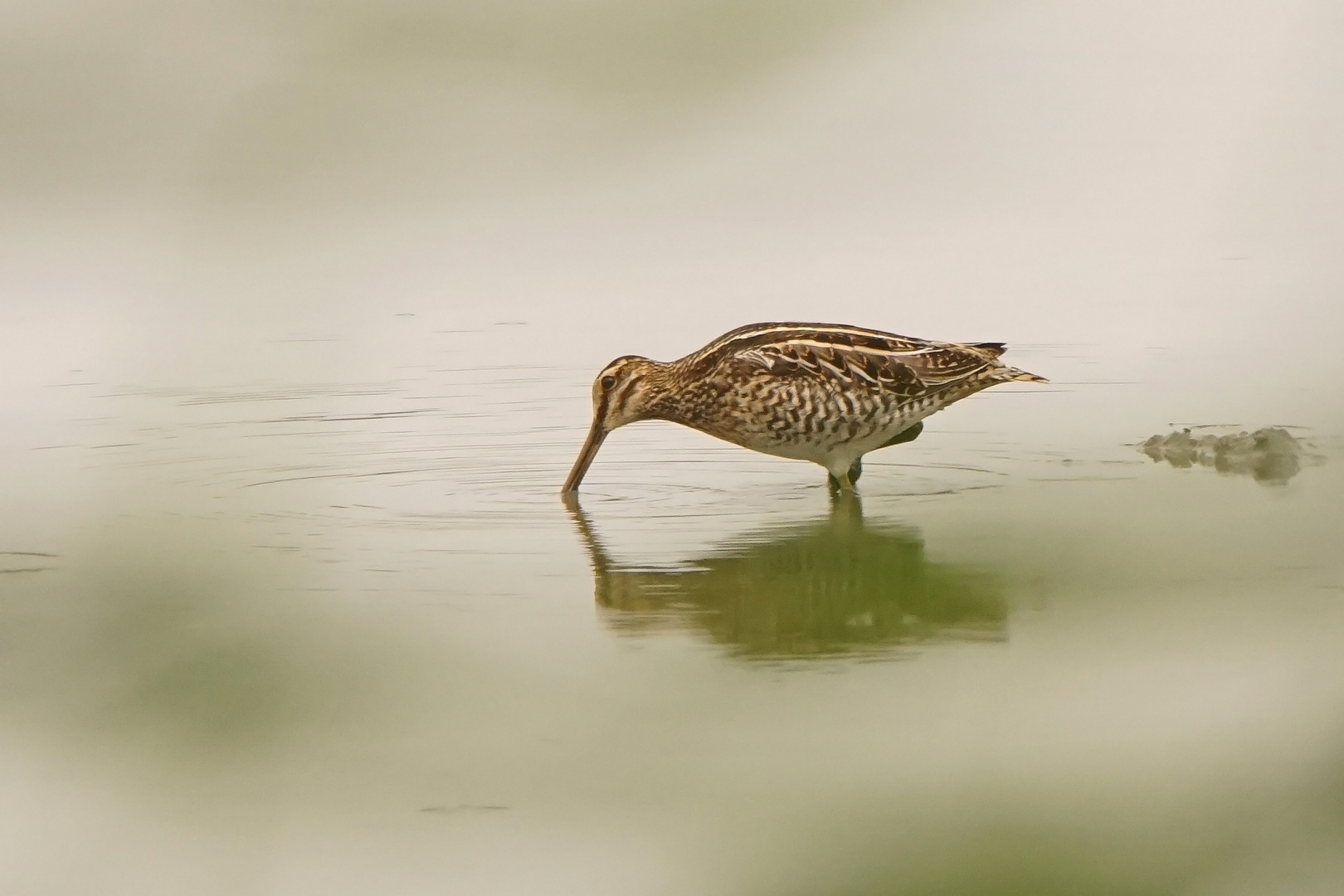 Bekassine oder auch Himmelsziege (Gallinago gallinago)