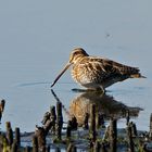 Bekassine oder auch Himmelsziege (Gallinago gallinago)