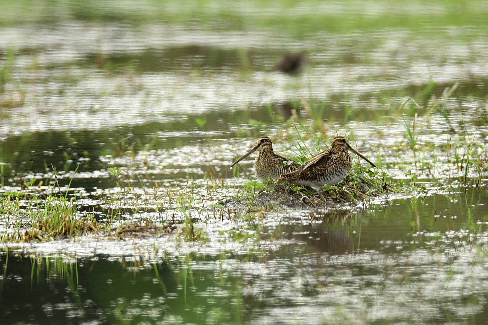 Bekassinen Foto & Bild natur, tiere, vögel Bilder auf