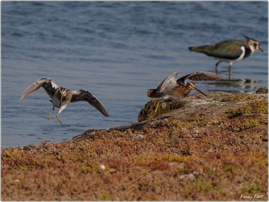 Bekassinen ... Common snipes