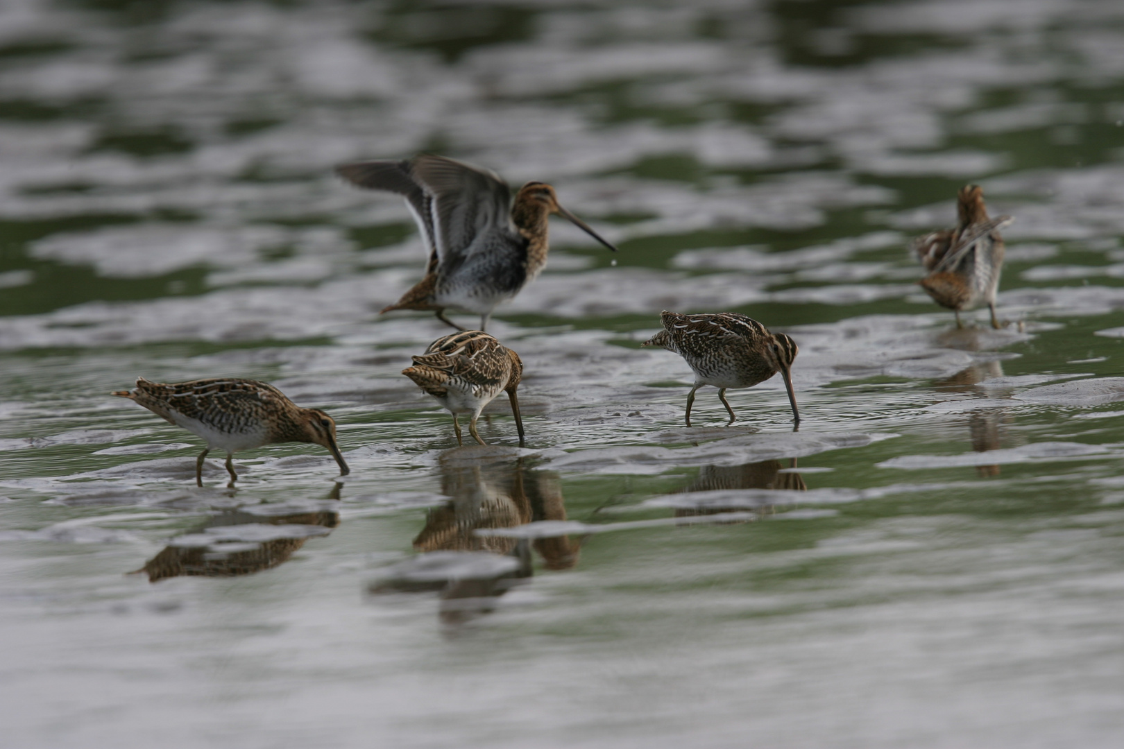 Bekassinen Foto & Bild natur, tiere, vögel Bilder auf