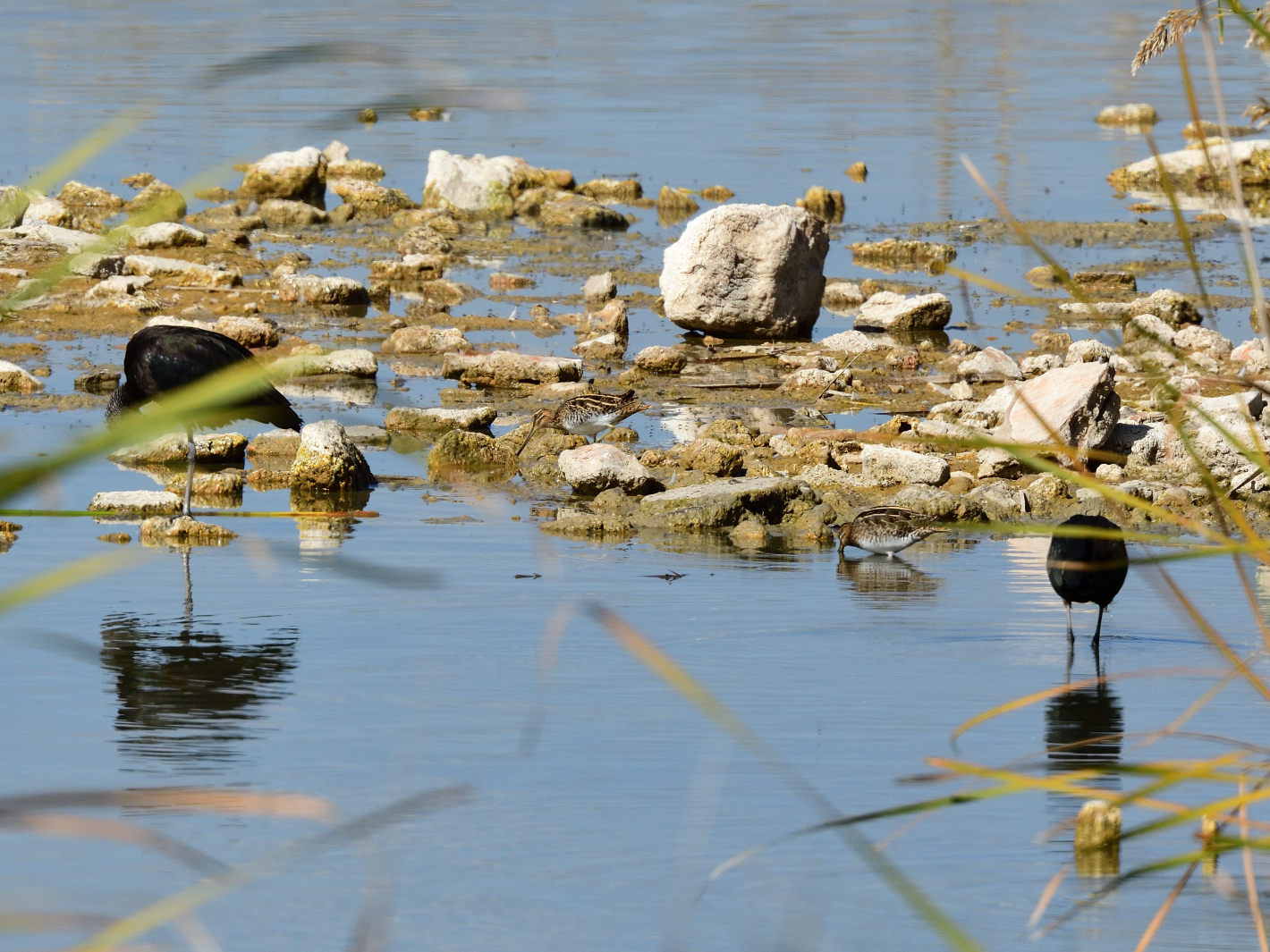 Bekassinen, (Gallinago gallinago), Common snipe, Agachadiza común