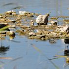 Bekassinen, (Gallinago gallinago), Common snipe, Agachadiza común