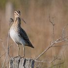 Bekassinen  (Gallinago gallinago)  kann man natürlich auch hier in Deutschland beobachten....