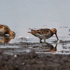 Bekassinen im Oberlausitzer Biosphärenresevat