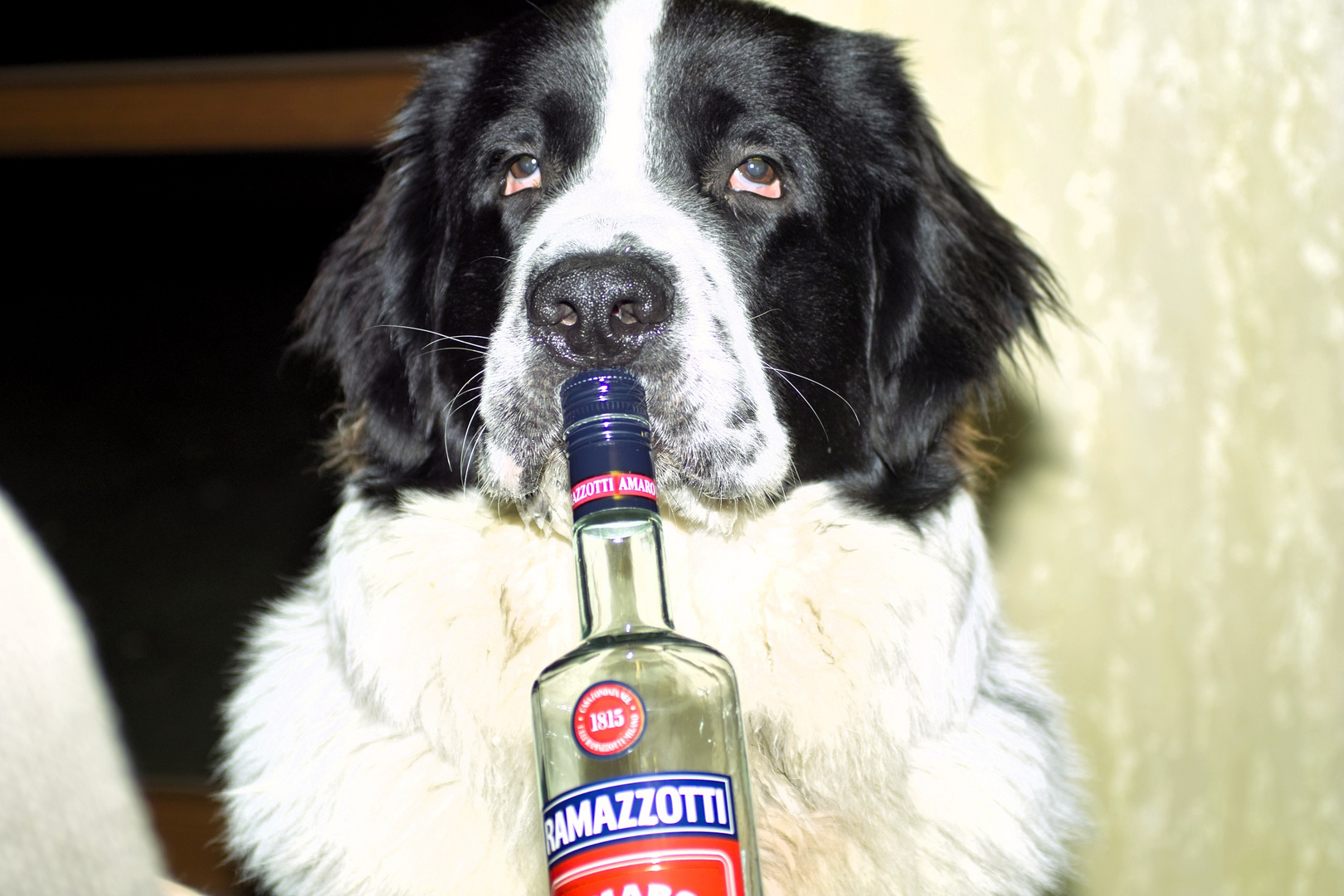 bekiffter Hund Foto &amp; Bild tiere, haustiere, hunde Bilder auf