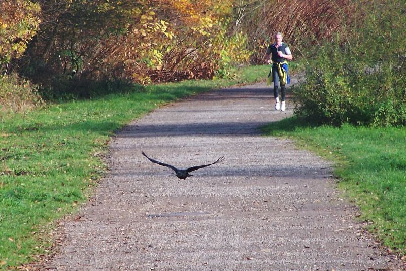 Bekleidflug