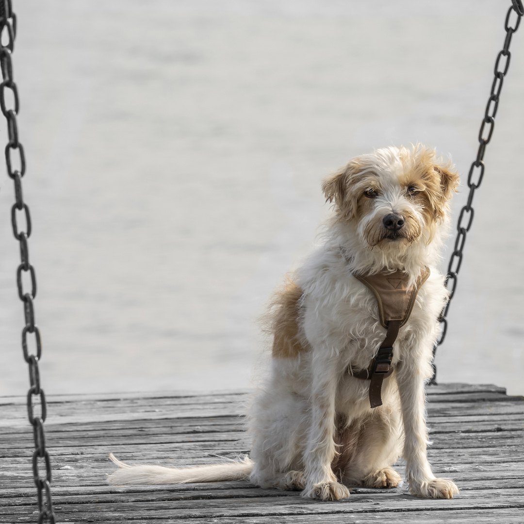 &quot;Bekomme ich jetzt mein Leckerli?&quot; Foto &amp; Bild hunde, hund, steg