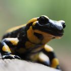 Bekomme ich's runtergeschluckt?