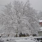 Bel arbre village de Cier de Rivière en Comminges