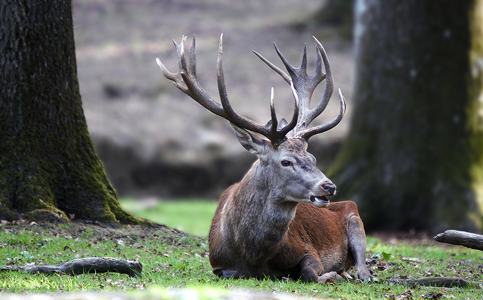 ...Bel automne à toutes et tous....