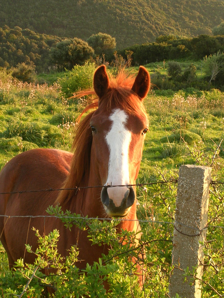 Bel cavallo sardo nelle montagne di arbus