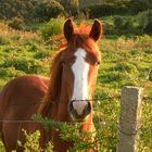 Bel cavallo sardo nelle montagne di arbus