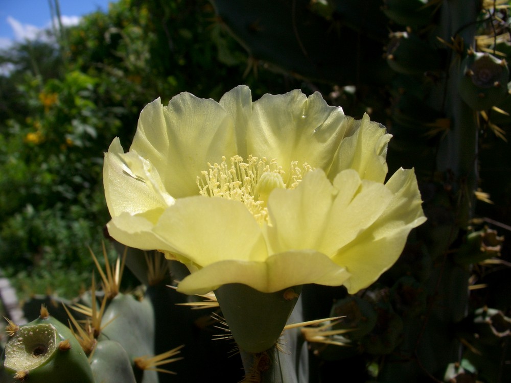 Bel fiore di cactus