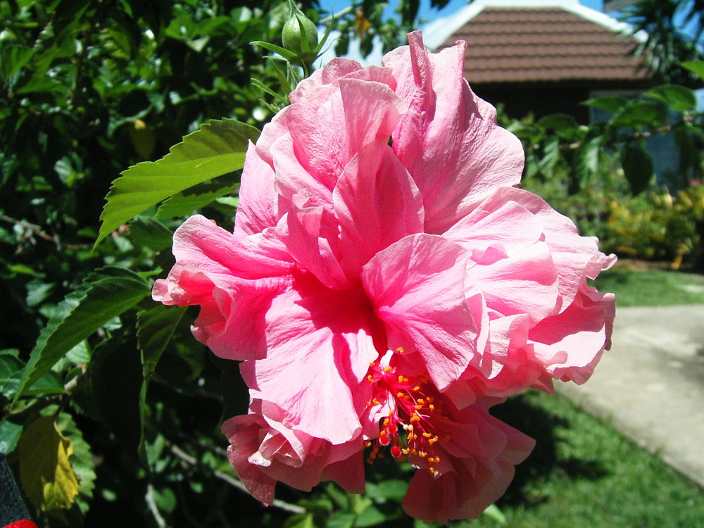 bel hibiscus