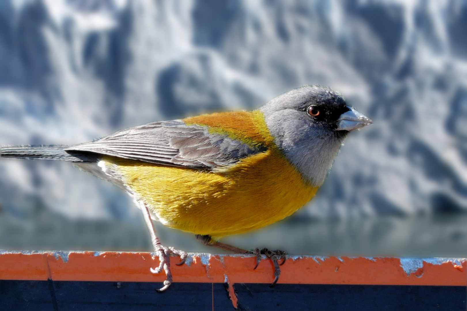 bel inconnu sur fonds du glacier Perito Moreno