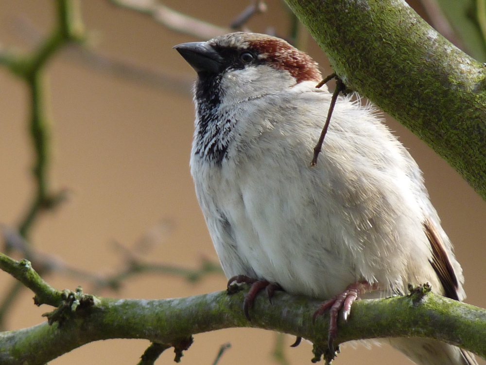 Bel oiseau