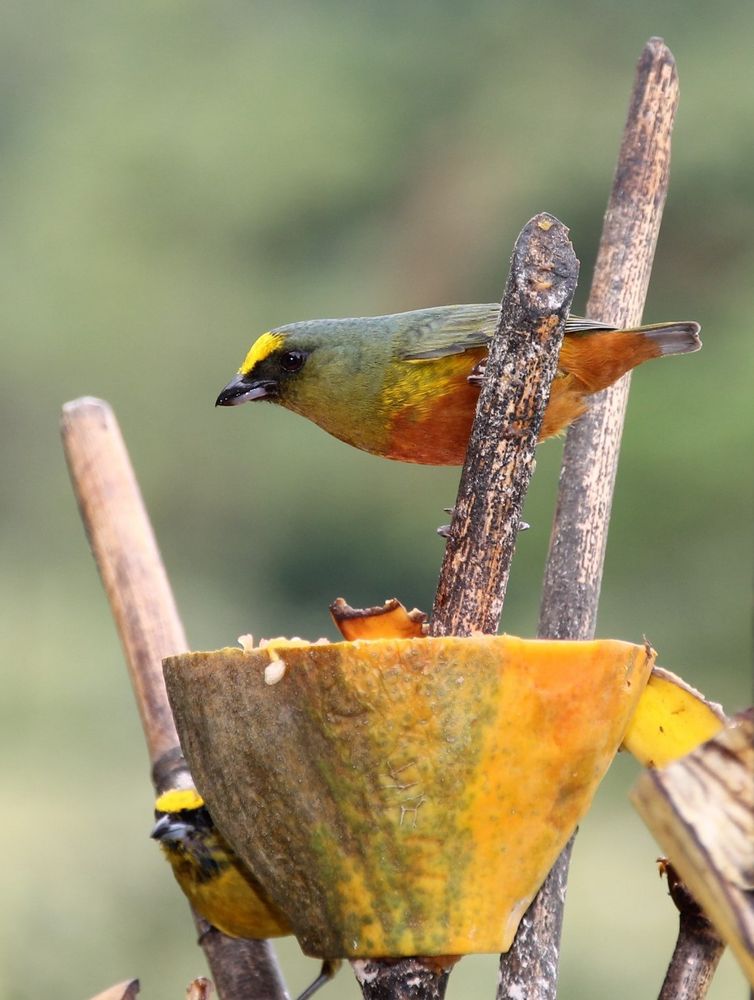 bel oiseau costaricien