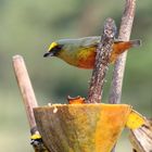 bel oiseau costaricien