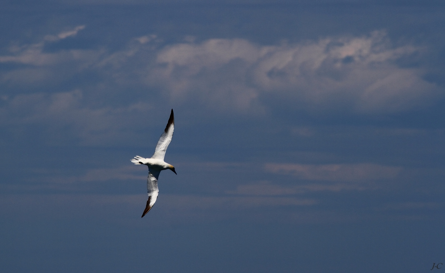 " Bel oiseau "