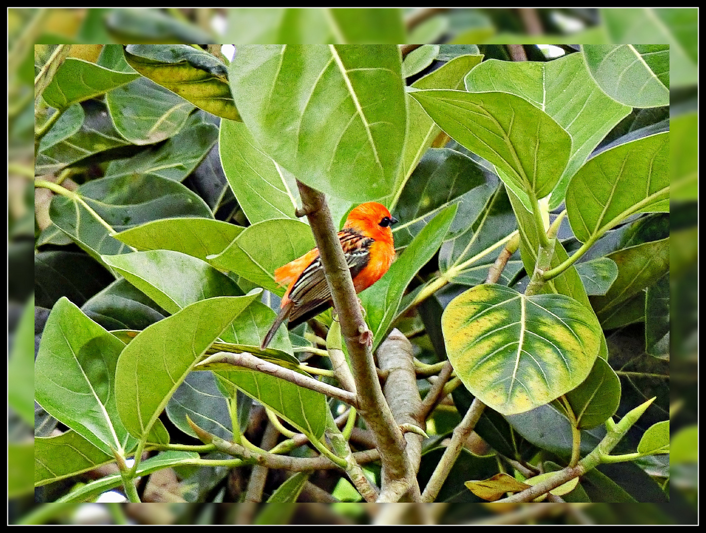 Bel oiseau inconnu