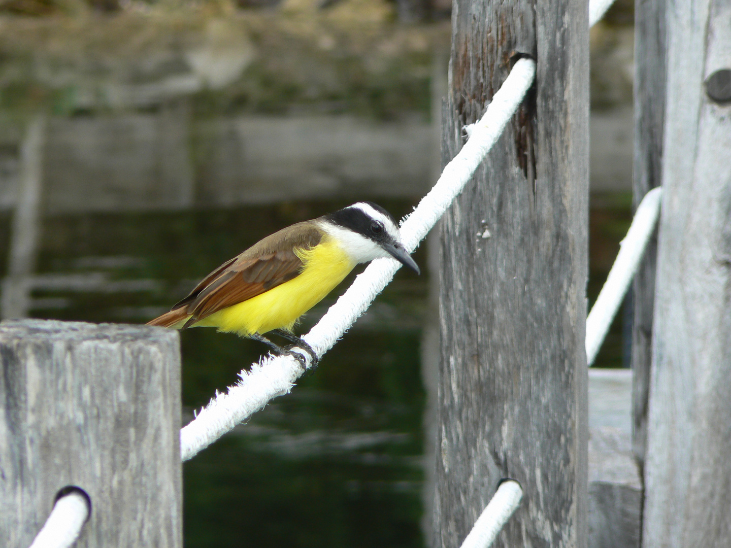 bel oiseau inconnu par moi