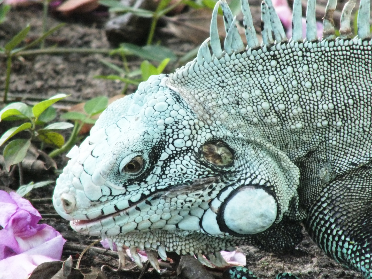 Bela Iguana