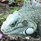 Bela Iguana