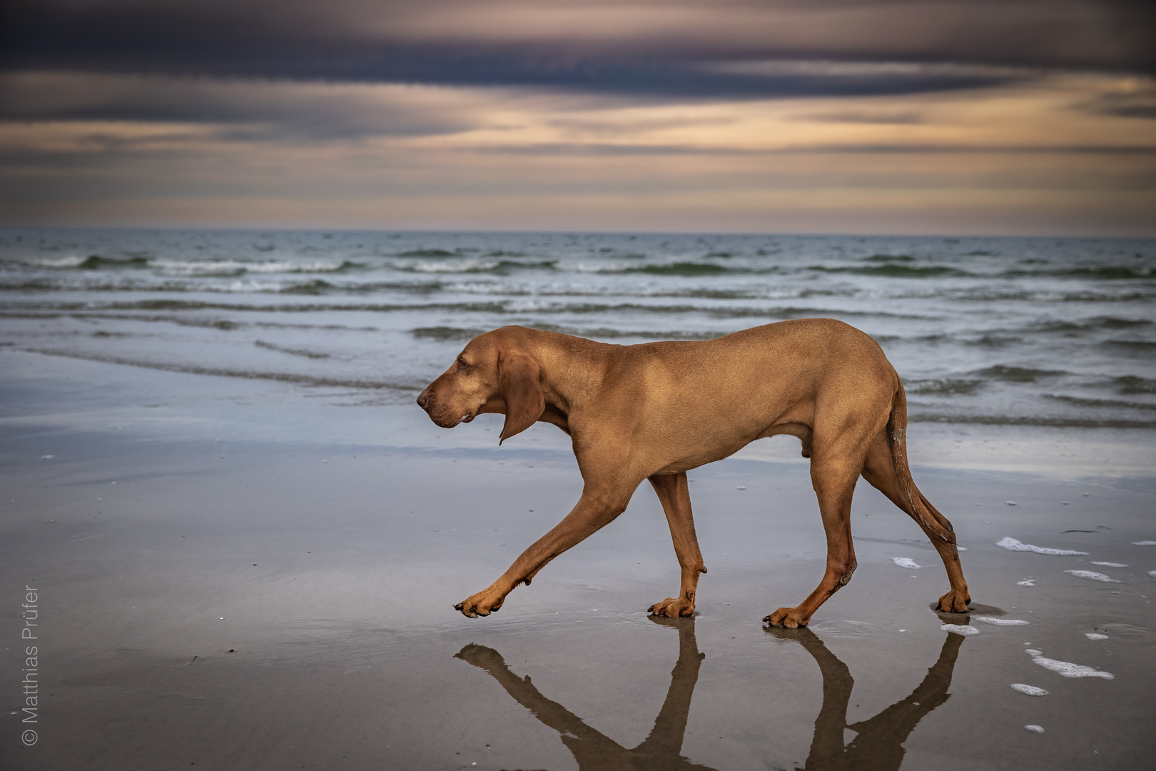 Bela / Magyar Vizsla