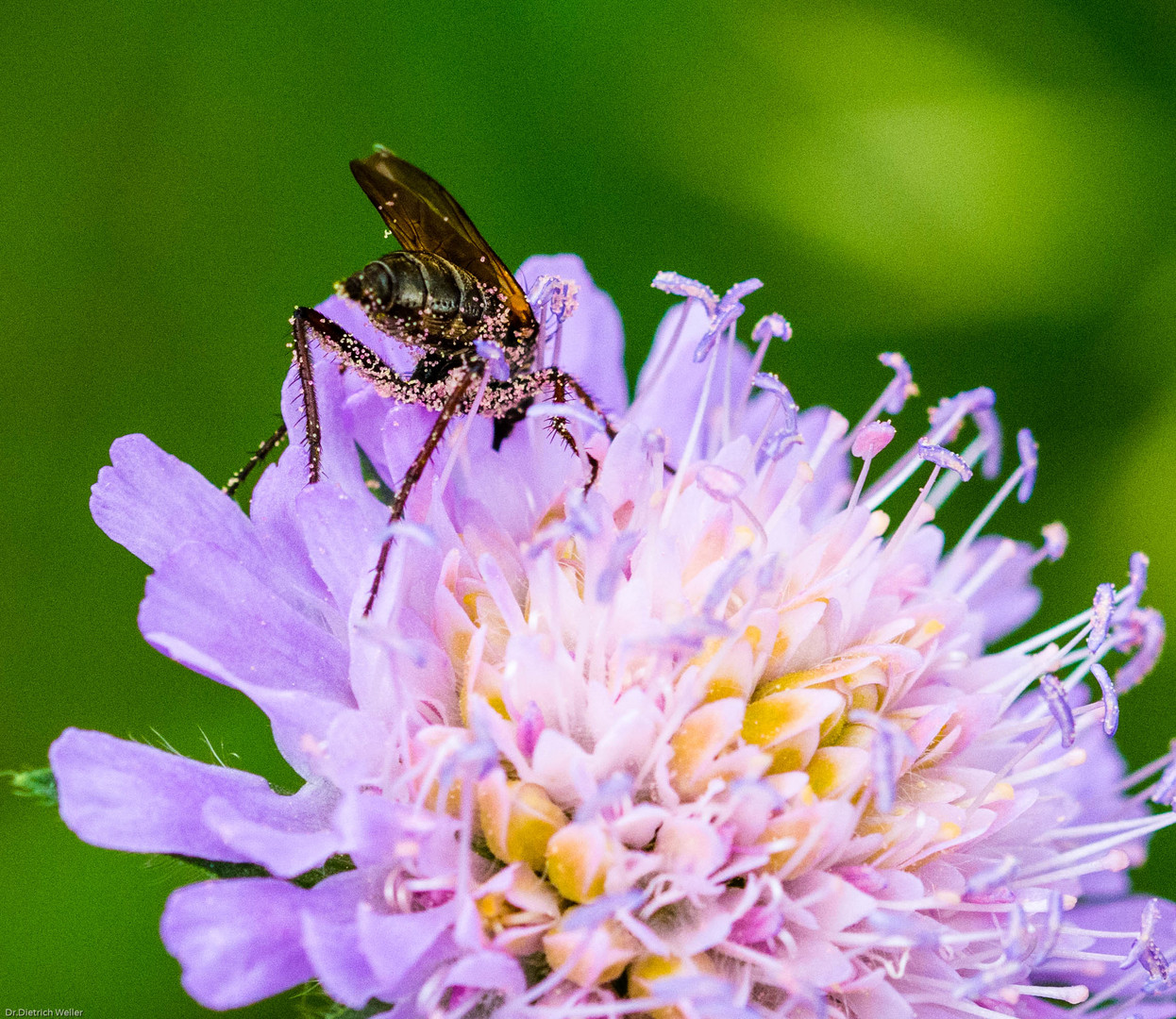 Beladen auf der Ackerwitwenblume (Skabiose)