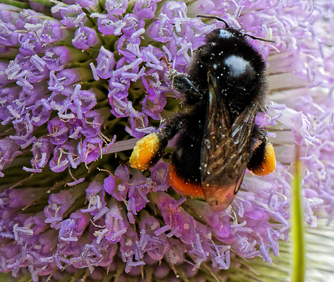 Beladen mit Blütenpollen.