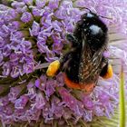 Beladen mit Blütenpollen.