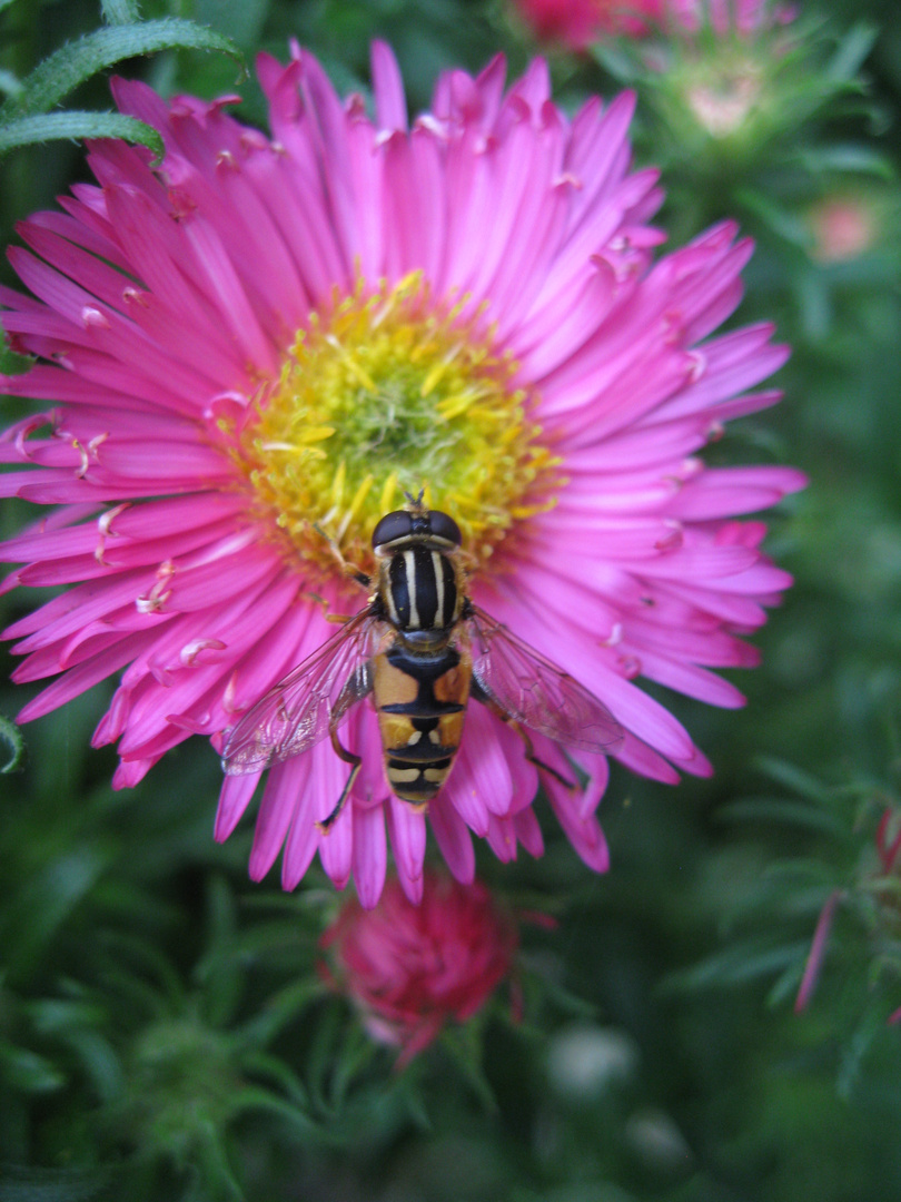 Belagerung der Schwebfliege