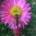 Belagerung der Schwebfliege