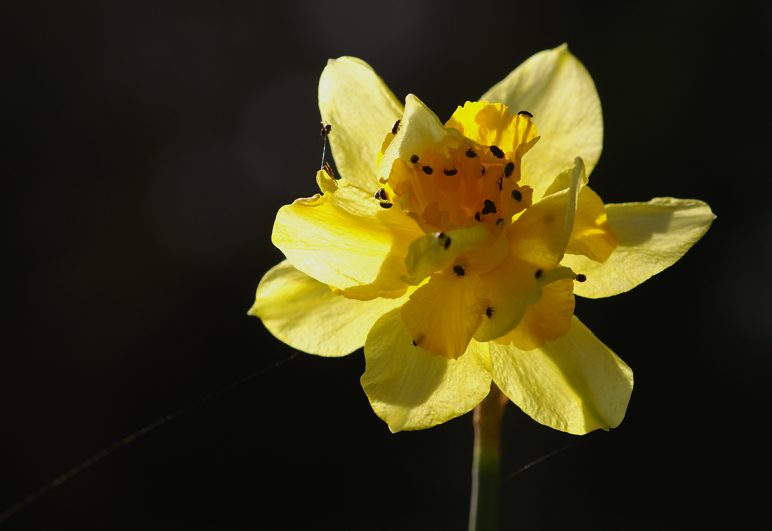 Belagerung im Frühling...