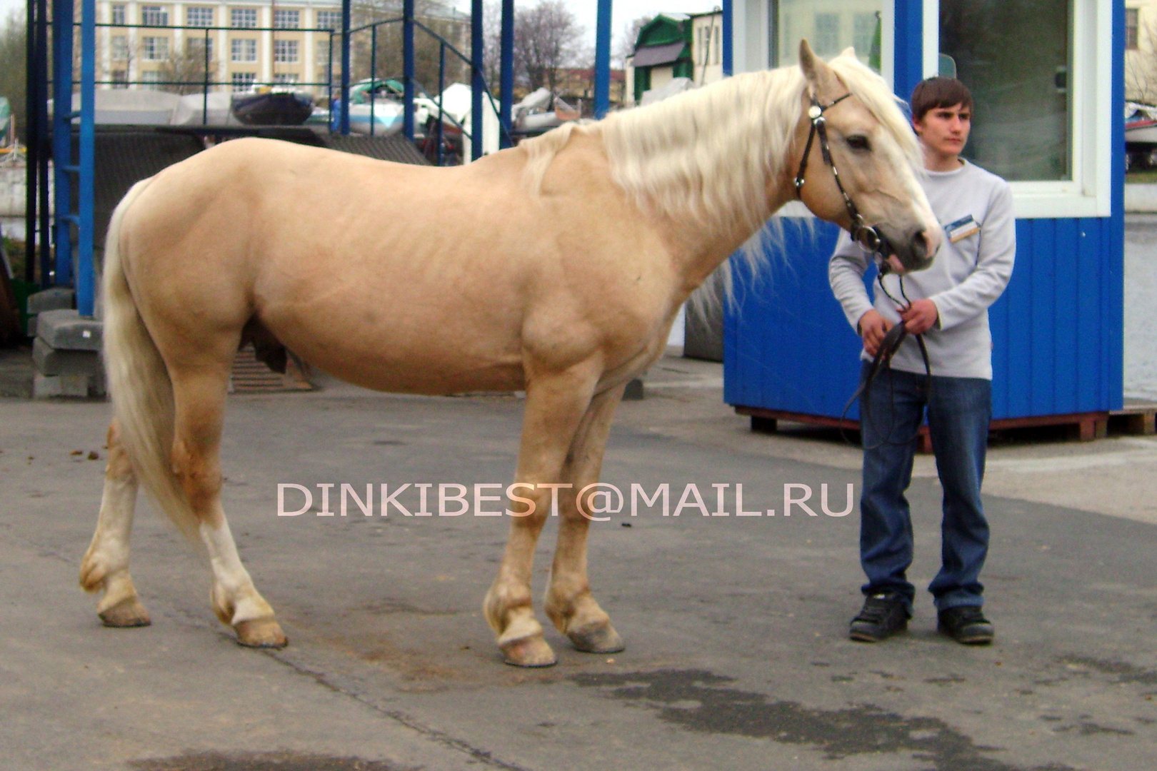 Belarus harness stallion SOKOL