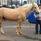 Belarus harness stallion SOKOL