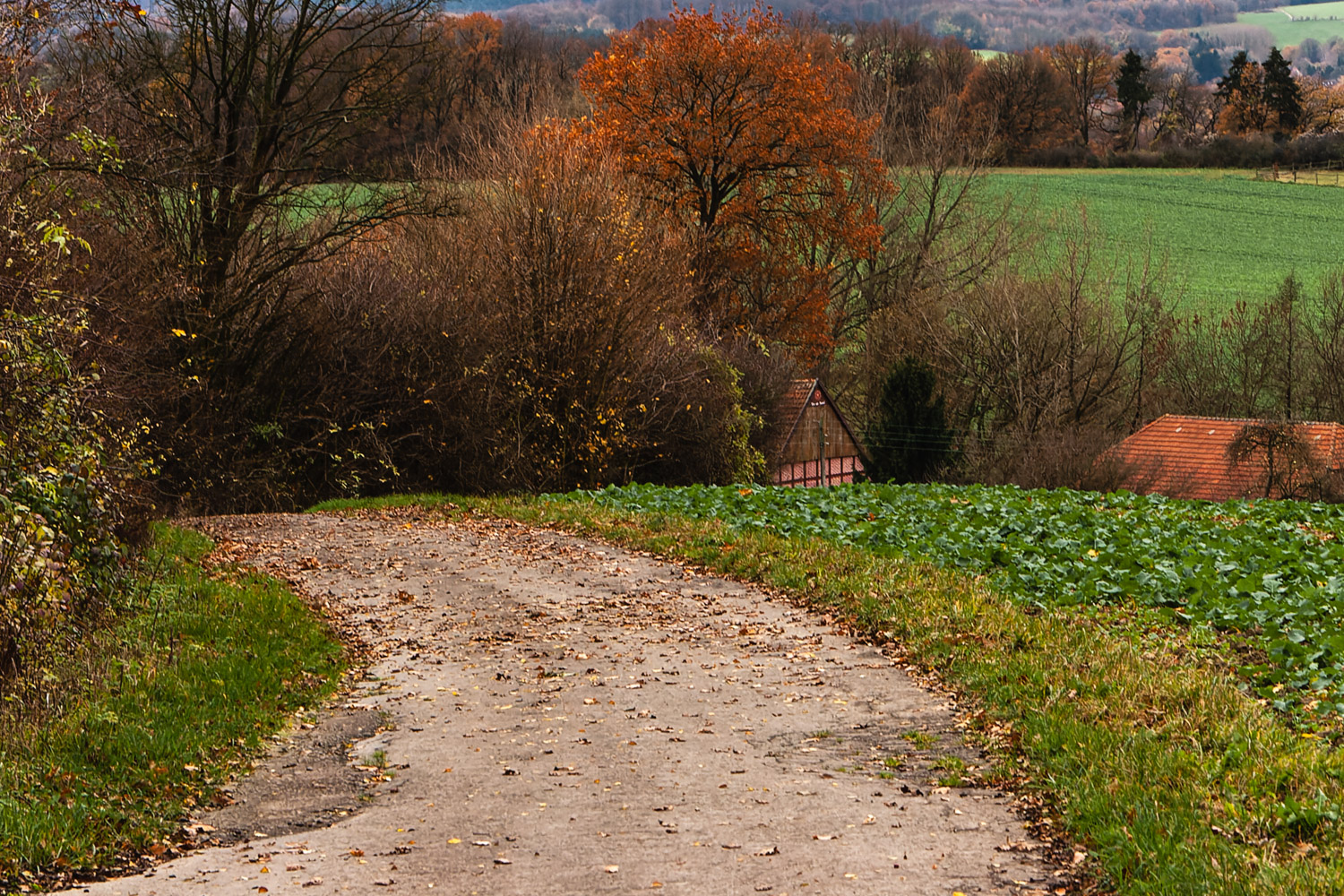 Belaubter Weg