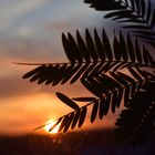 BeLeaf in the sun