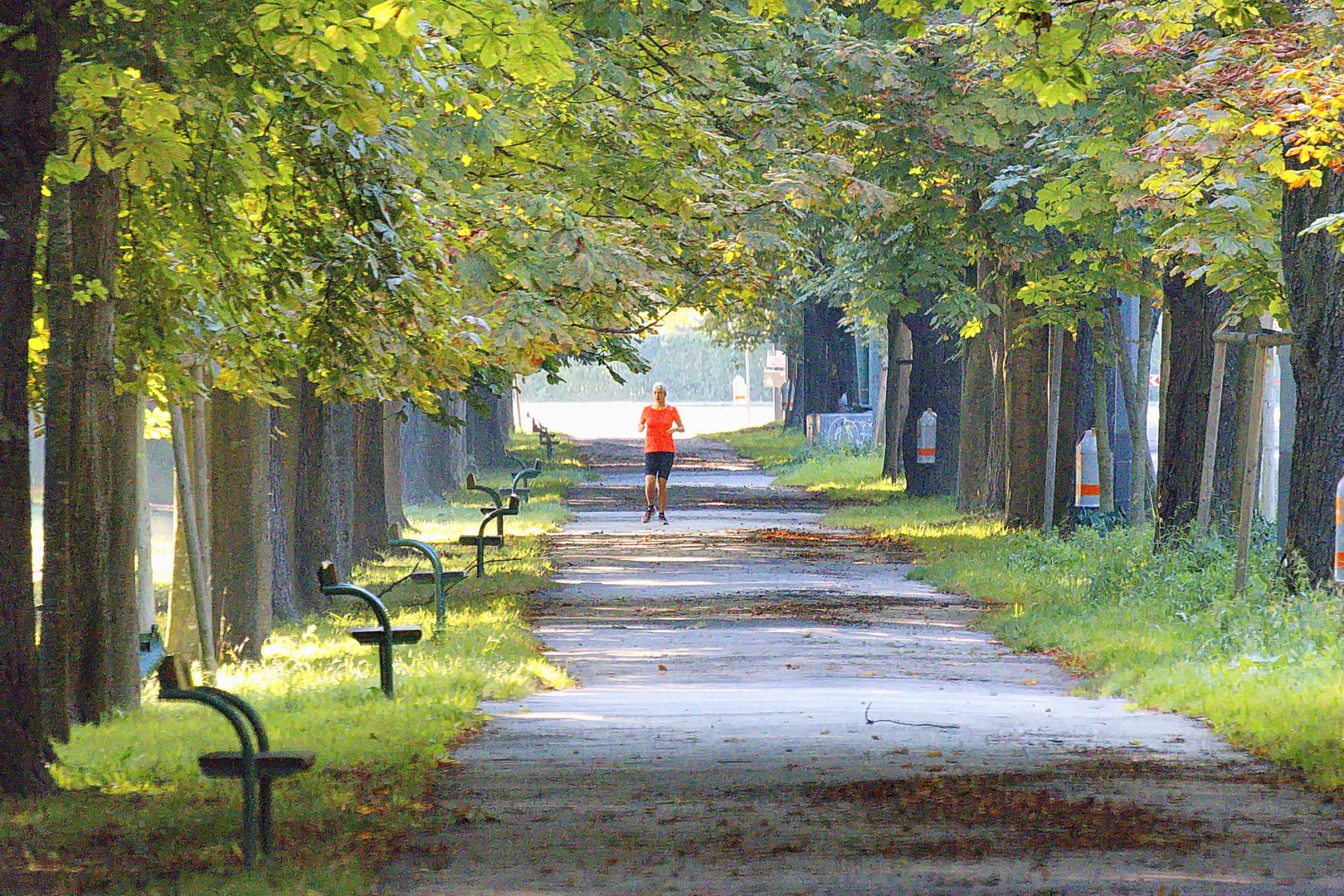 Belebender Morgenlauf in der Allee