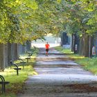 Belebender Morgenlauf in der Allee