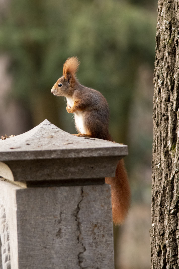 Belebter Friedhof