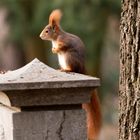 Belebter Friedhof